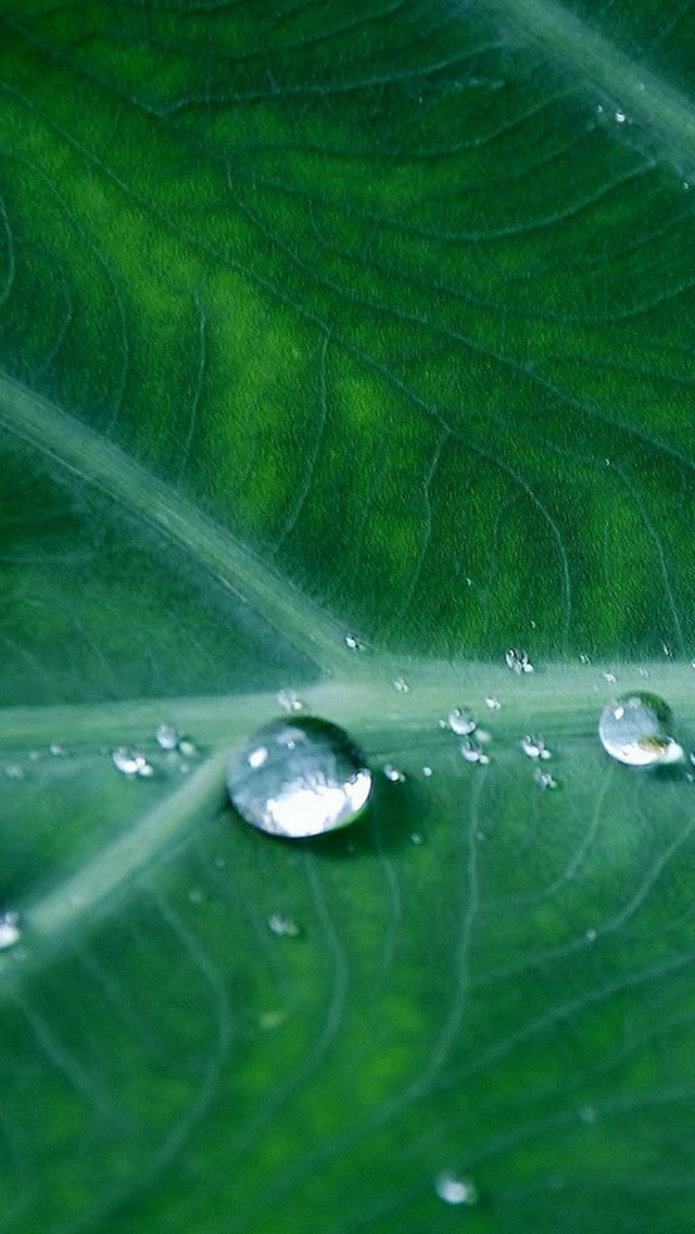 640x1136 Leaf Water Spring Green Nature Rain - natural iPhone Wallpaper