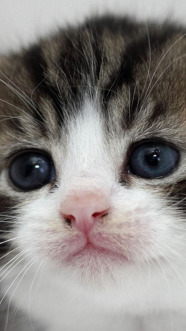 640x1136 Kitten Face Eyes Tenderness - poor iPhone Wallpaper