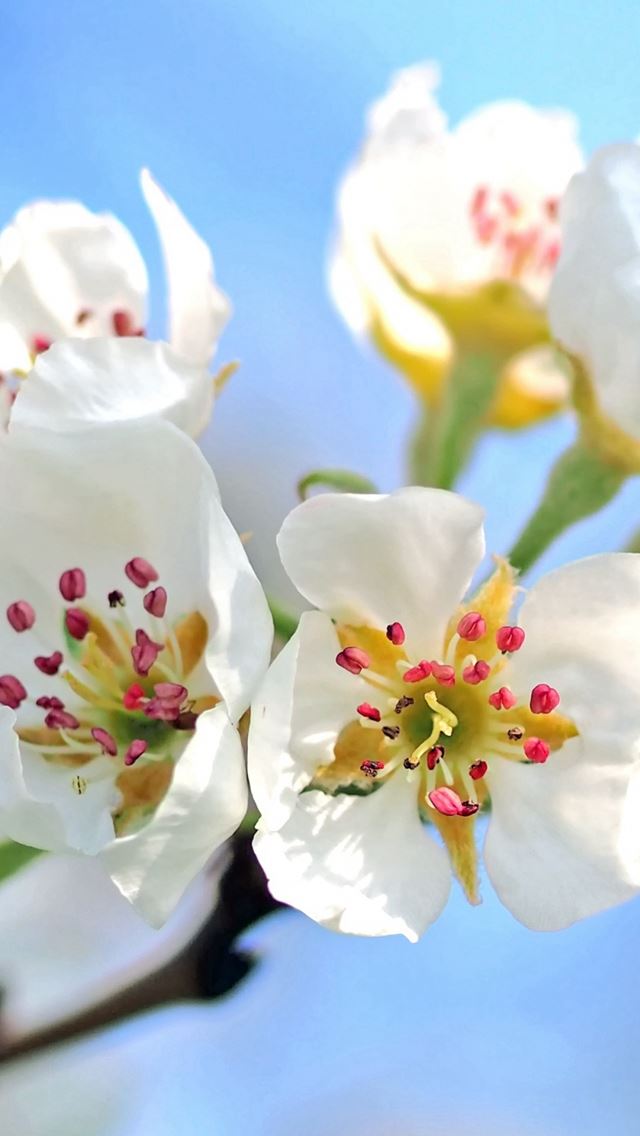 640x1136 Flowers Branch Blossom Apple Tree - blossom iPhone Wallpaper