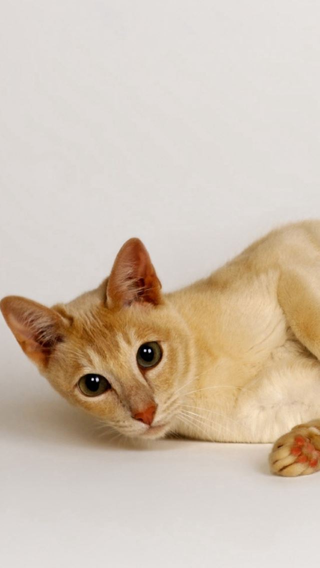 640x1136 Cat Lying Red Light -  iPhone Wallpaper
