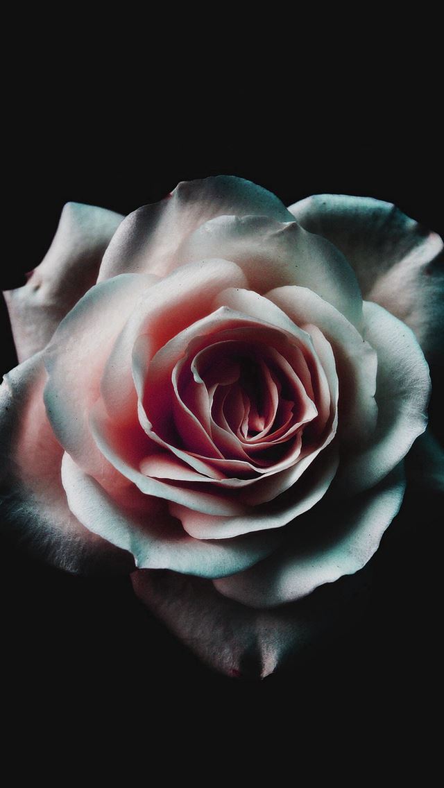 640x1136 Flower White Dark Red Green Minimal Nature - pure iPhone Wallpaper