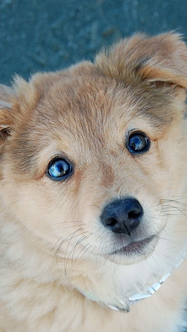 640x1136 Cute Puppy Dog Poor Eyes -  iPhone Wallpaper