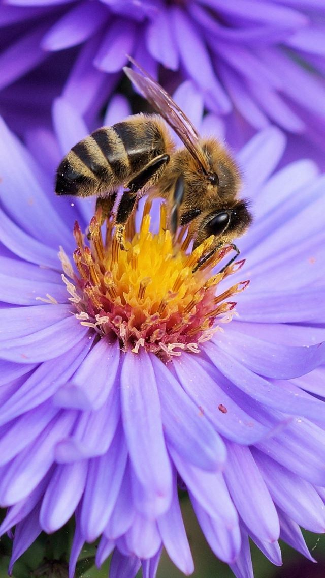 640x1136 Bee Flower Pollination Macro - bee iPhone Wallpaper