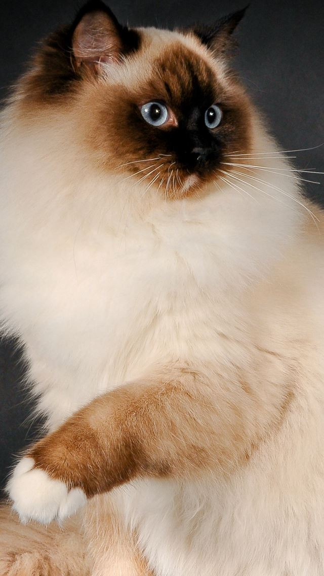 640x1136 Ragdoll Cat Breed Color Fluffy - color iPhone Wallpaper