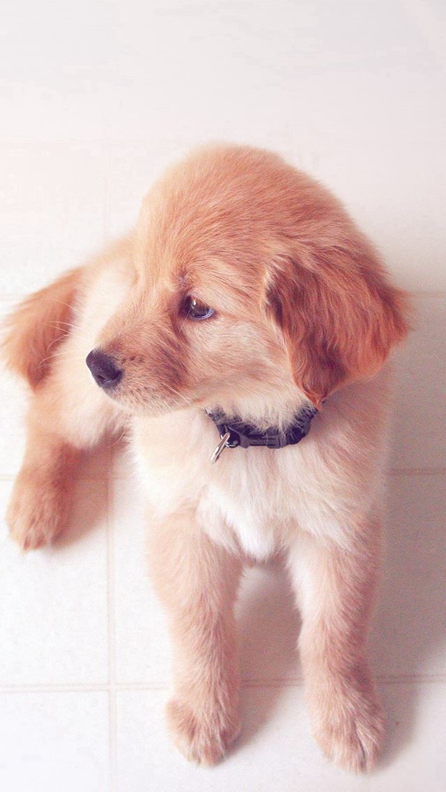 640x1136 Puppy Love Cute Animal Nature Sitting Dog Blue - Lockscreen iPhone Wallpaper