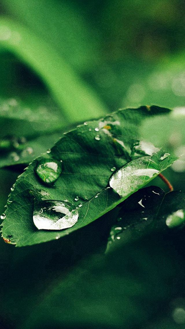 640x1136 Leaf Rain Green Nature Forest Blue - pure iPhone Wallpaper