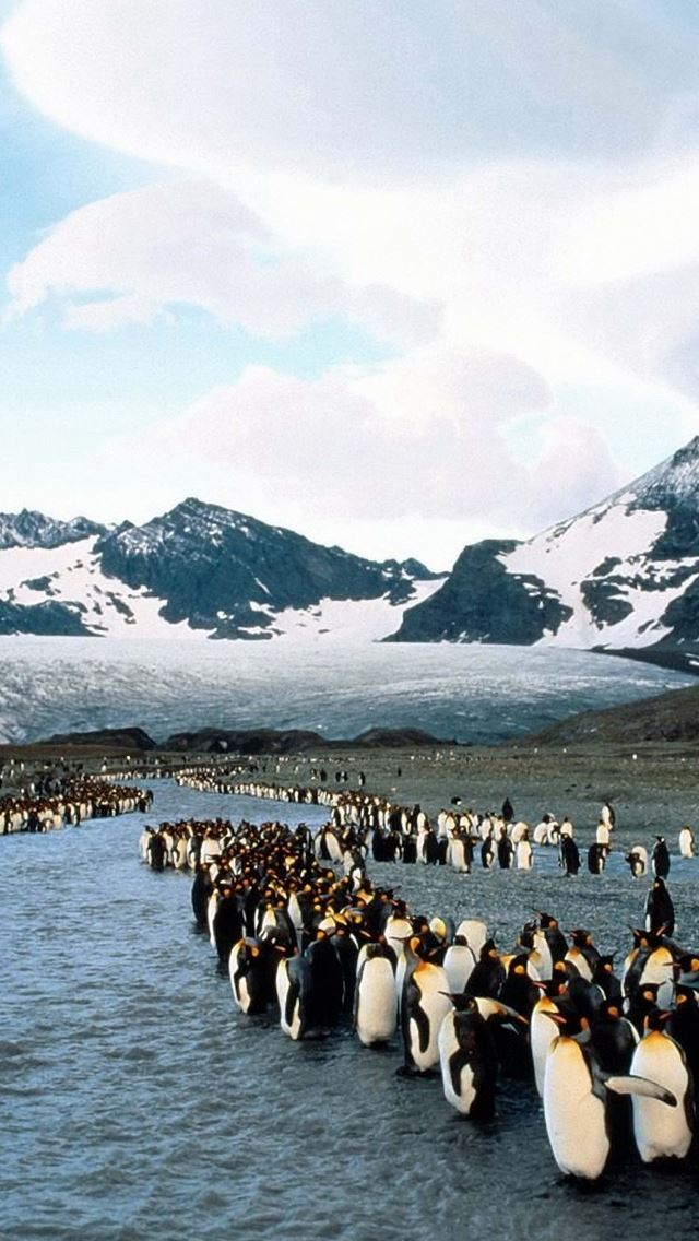 640x1136 Penguins North Mountains Flock Colony - penguins iPhone Wallpaper