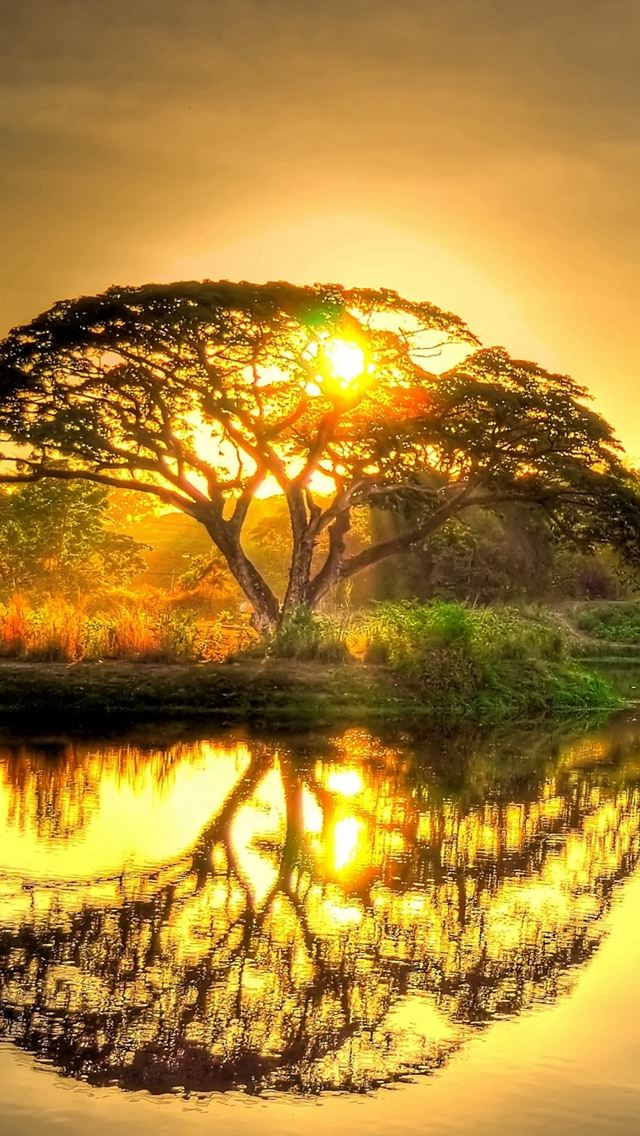640x1136 Sunset Pond Trees Landscape - sunshine iPhone Wallpaper