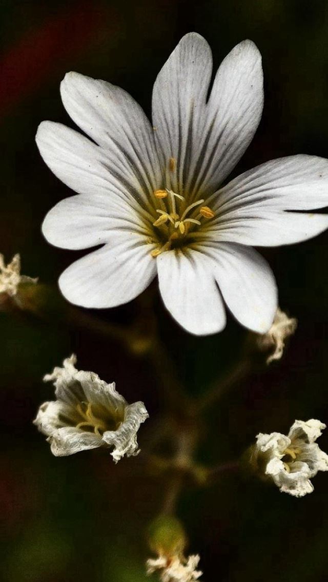 640x1136 Nature Dark White Bloomy Flower Plant Macro - pure iPhone Wallpaper