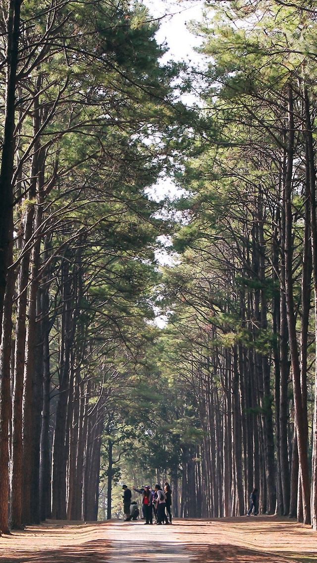 640x1136 Wood Wild Road Healing Nature - wild iPhone Wallpaper