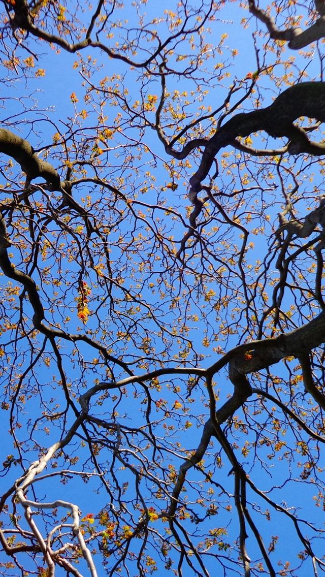 640x1136 Trees Branches Tops Sky -  iPhone Wallpaper