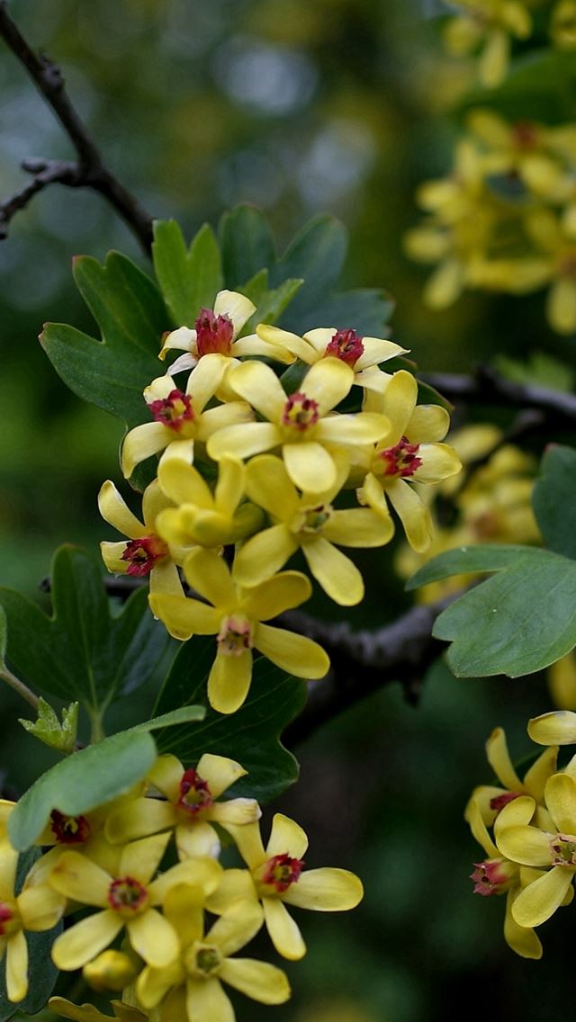 640x1136 Branch Leaves Flowers - bokeh iPhone Wallpaper