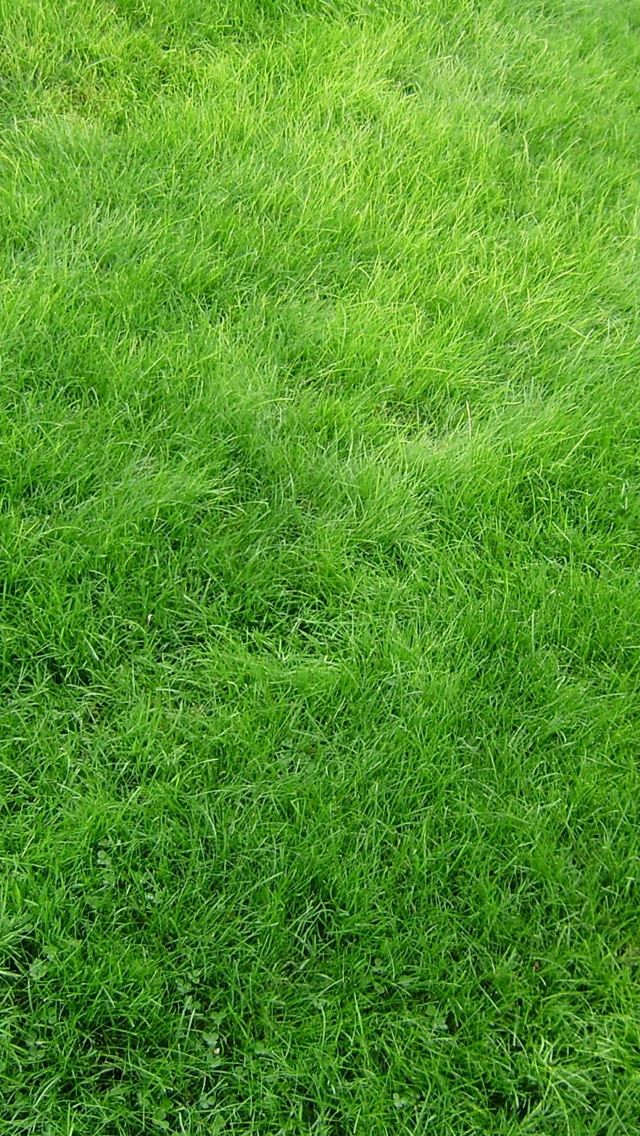 640x1136 Texture Grass Field Green - fresh iPhone Wallpaper