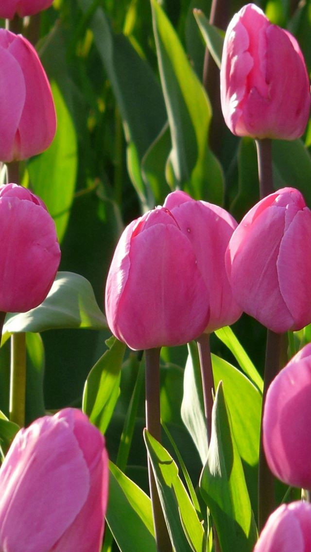 640x1136 Nature Pink Tulips Flowers Garden - plant iPhone Wallpaper