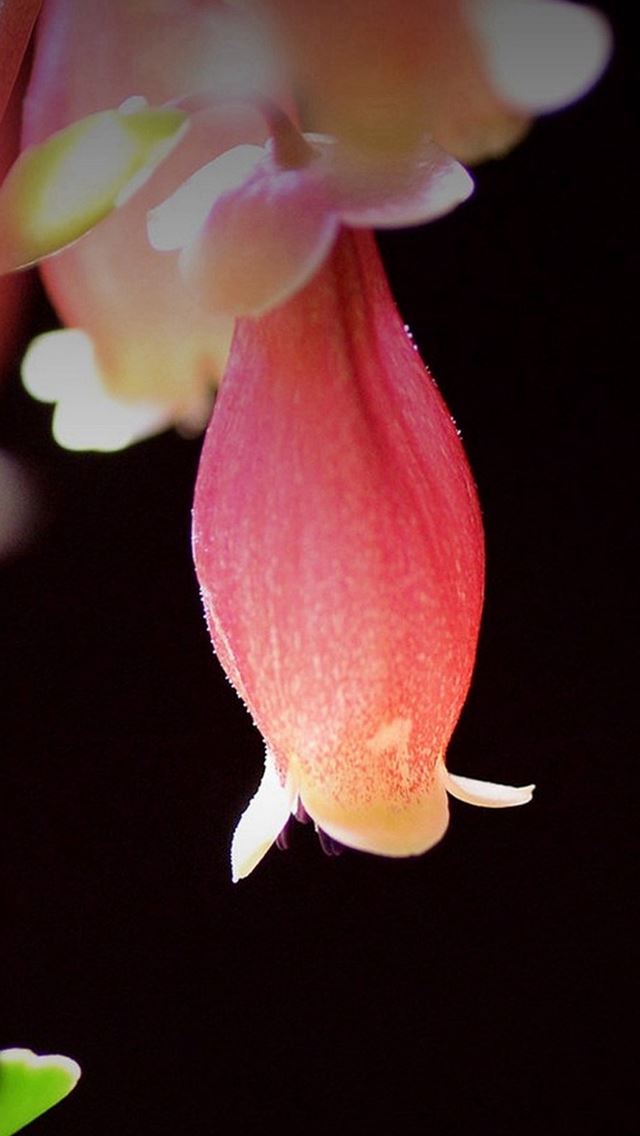 640x1136 Palace Lamp Longevity Flower -  iPhone Wallpaper