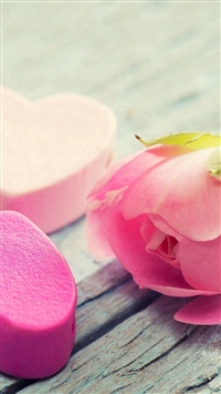 Nature Elegant Pure Rose Flower wallpaper