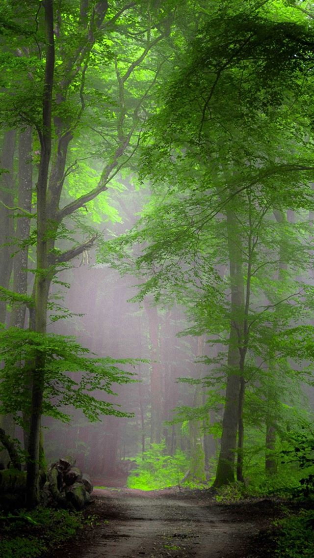 640x1136 Forest Morning Mist - green iPhone Wallpaper