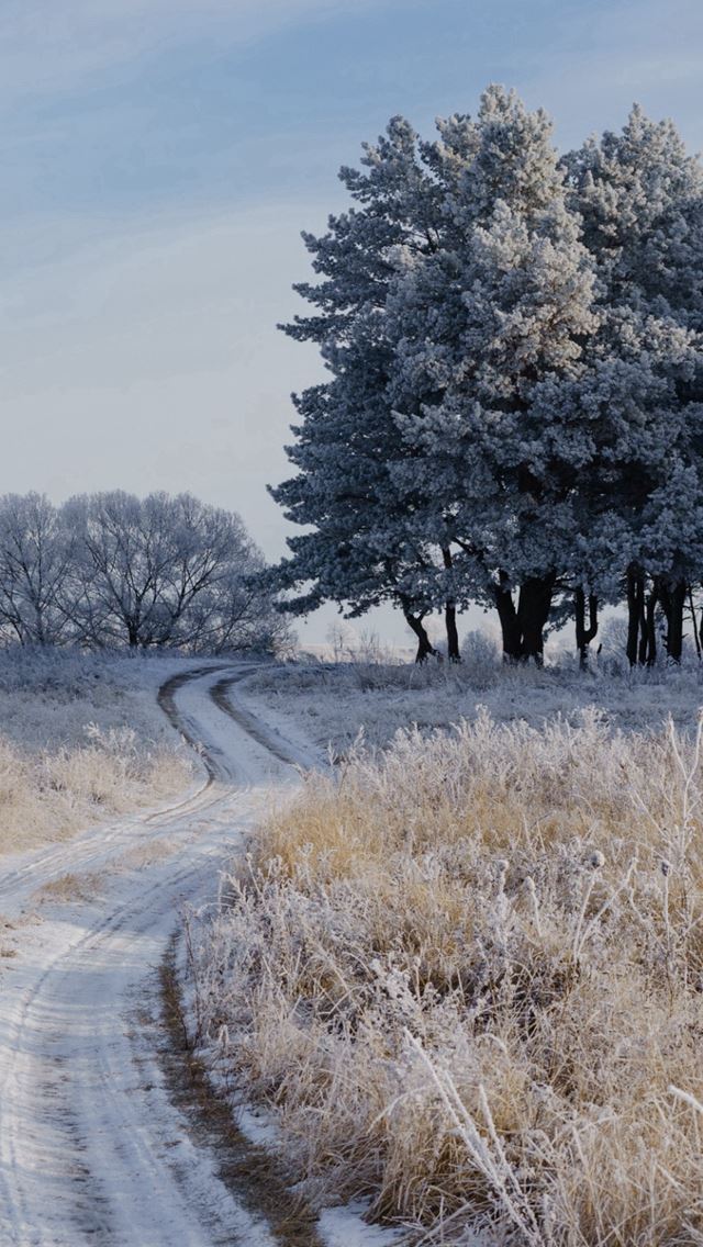 640x1136 Field Frost Grass Trees - trees iPhone Wallpaper
