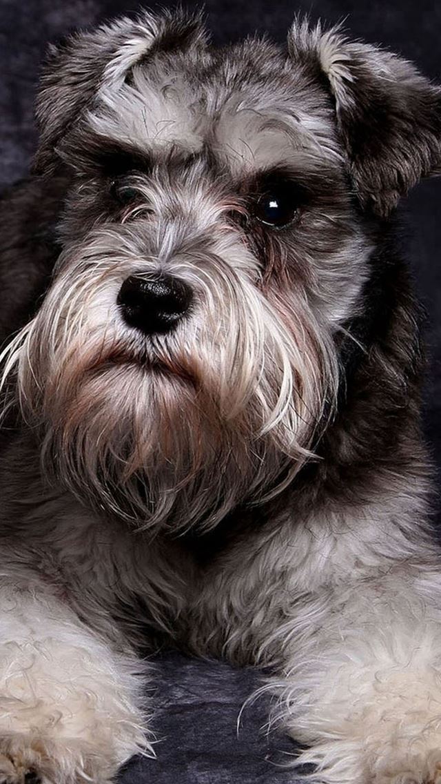 640x1136 Miniature Schnauzer Cute Dog Animal -  iPhone Wallpaper