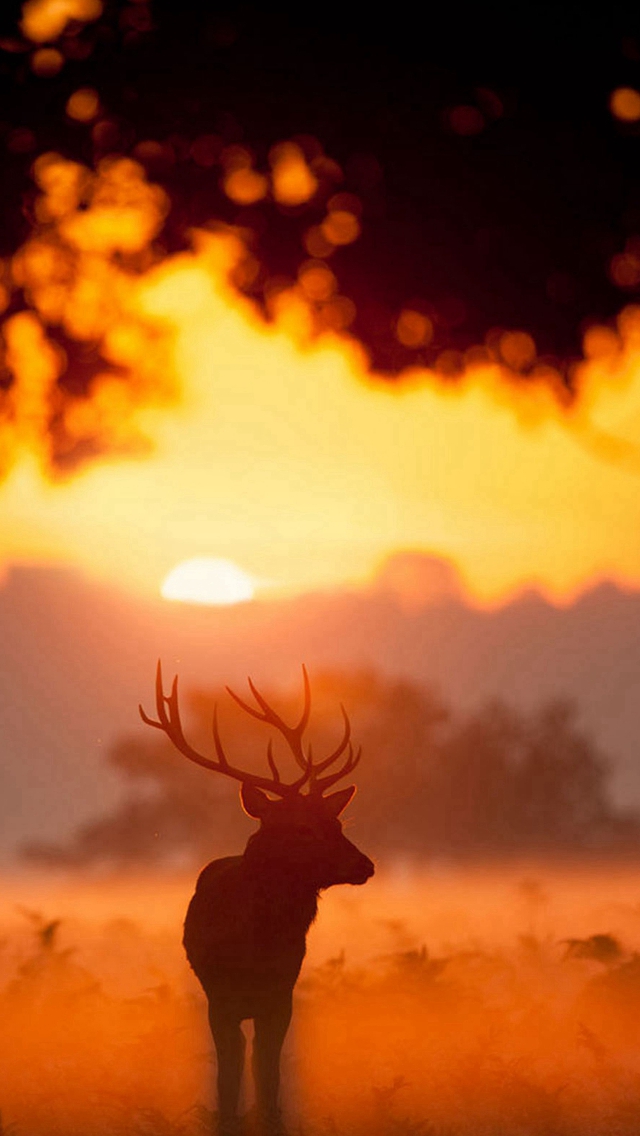 Elk Animal Wandering Sunset Grassland