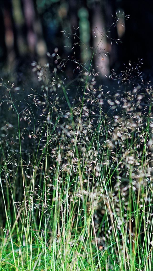 640x1136 Flower Dark Green Nature Bokeh - grass iPhone Wallpaper
