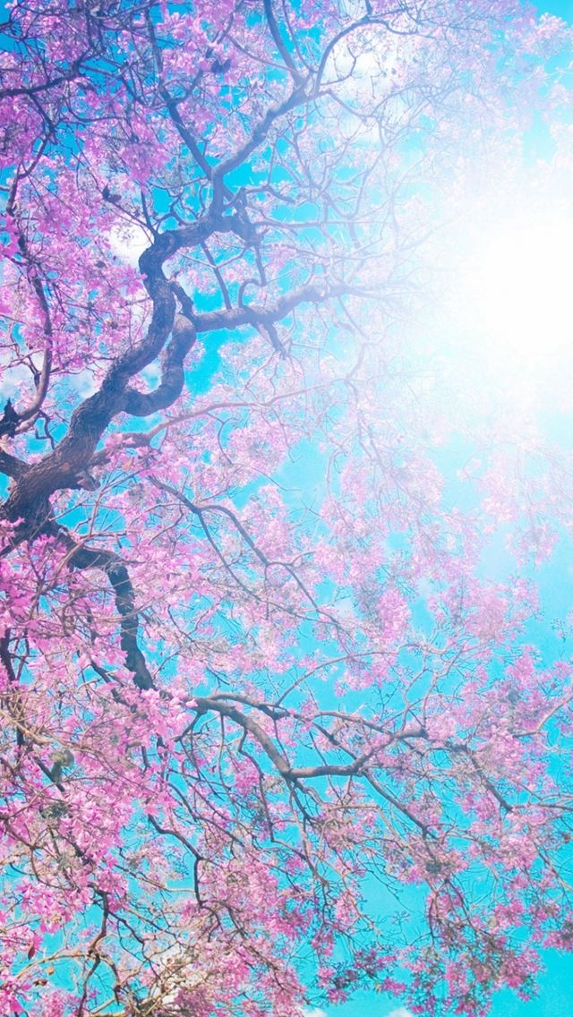 640x1136 Tree Sun Blue Lilac Krone Spring Flowering From Below Light - bright iPhone Wallpaper