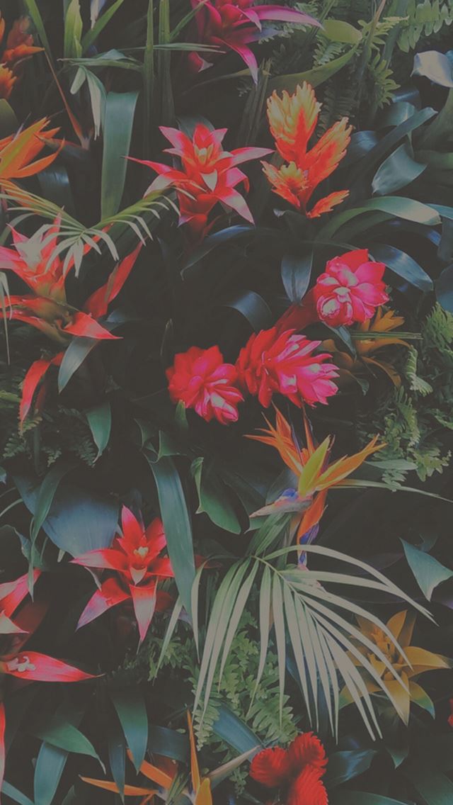 640x1136 Tropical Flowers Mix - plants iPhone Wallpaper