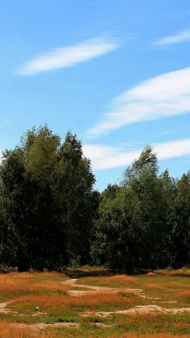 640x1136 Trees Forest Grass Autumn - trees iPhone Wallpaper
