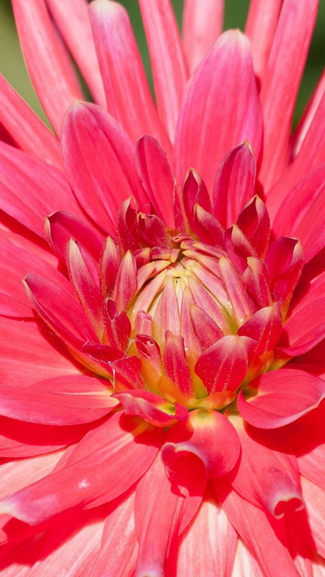 640x1136 Flower Red Pink Spring Nature - macro iPhone Wallpaper