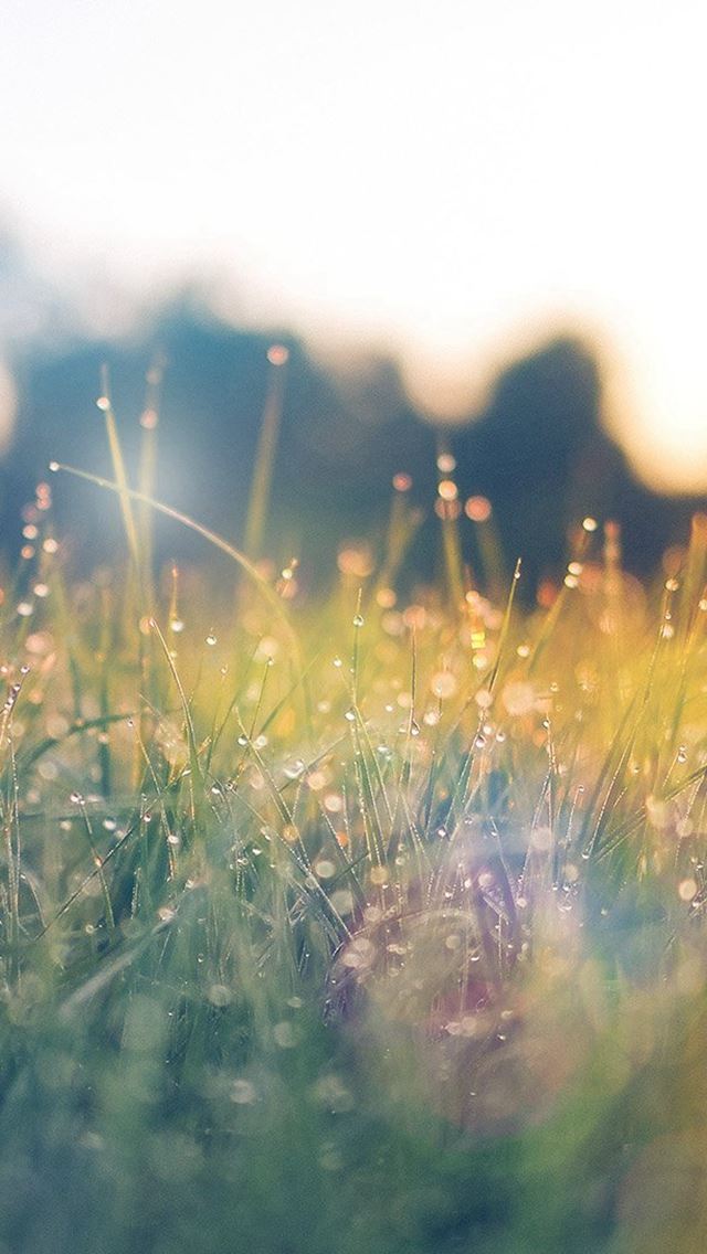 1284x2778 Lawn Green Nature Sunset Light Bokeh Spring Flare Happy - sunshine iPhone Wallpaper