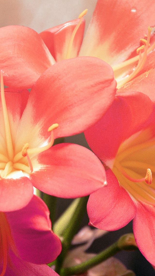 640x1136 Flower Red Nature Yellow Blossom Shiny Love - blossom iPhone Wallpaper