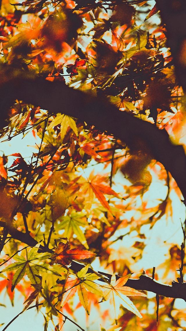 640x1136 Fall Tree Leaf Autumn Nature Mountain - sky view iPhone Wallpaper
