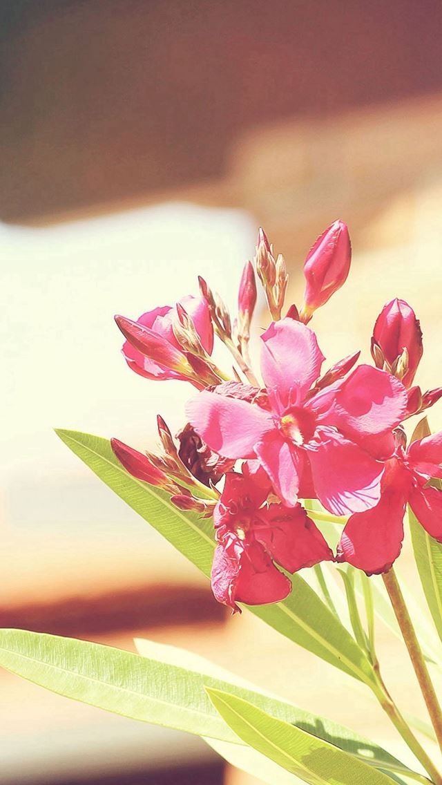 640x1136 Nature Sunny Bright Flower Plant - bright iPhone Wallpaper