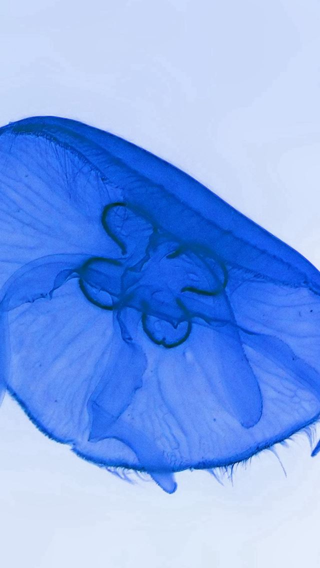 640x1136 Deep Ocean Life Jellyfish Blue White Nature - beautiful iPhone Wallpaper