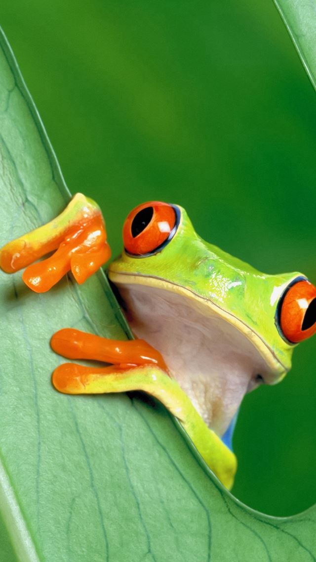 640x1136 Curious Tree Frog Funny - funny iPhone Wallpaper