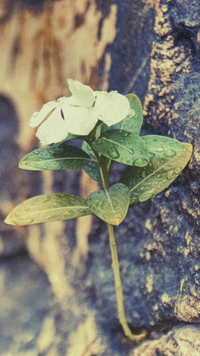 640x1136 Cliff Mountain Wall Living Dew Flower Petal - petal iPhone Wallpaper