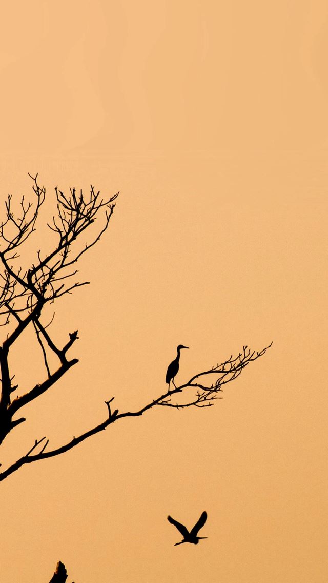 640x1136 Minimal Tree Birds Sunset - branch iPhone Wallpaper
