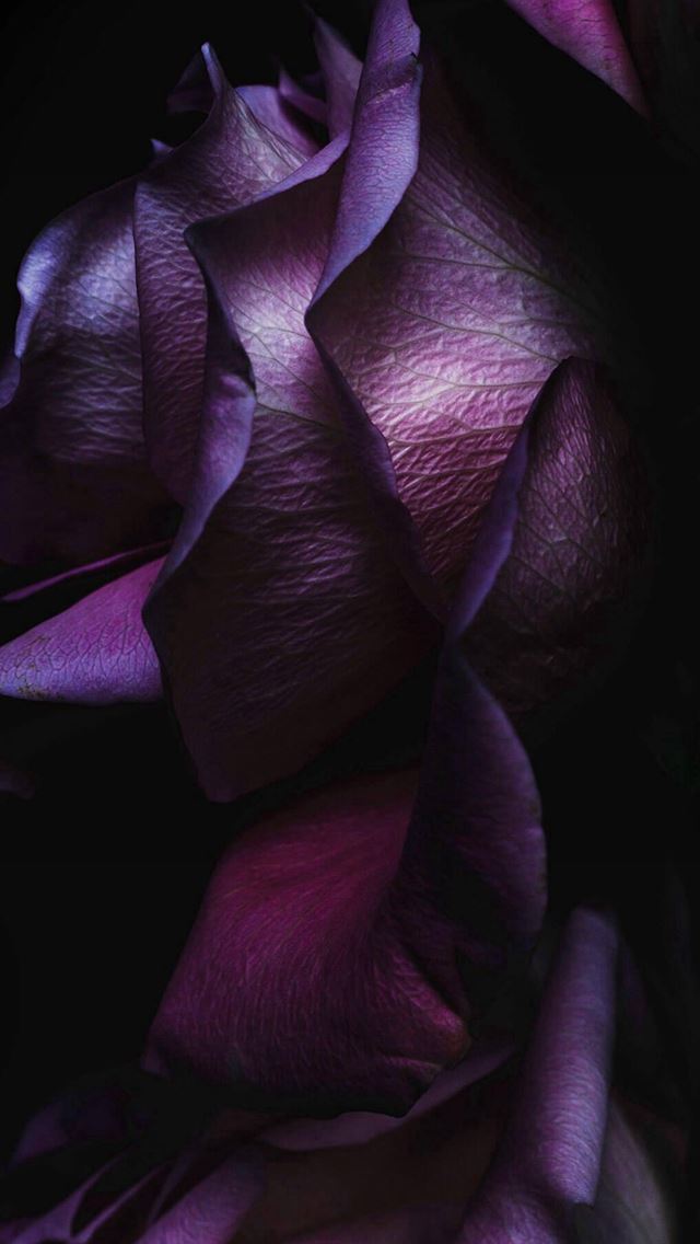 640x1136 Noble Elegant Dark Rose Petal Macro - petal iPhone Wallpaper