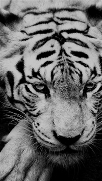 Cool Tiger iPhone Wallpapers - Top Free Cool Tiger iPhone Backgrounds -  WallpaperAccess