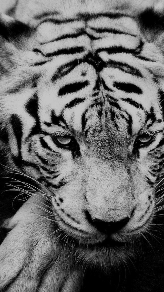 640x1136 Black And White Tiger Portrait  - tiger iPhone Wallpaper