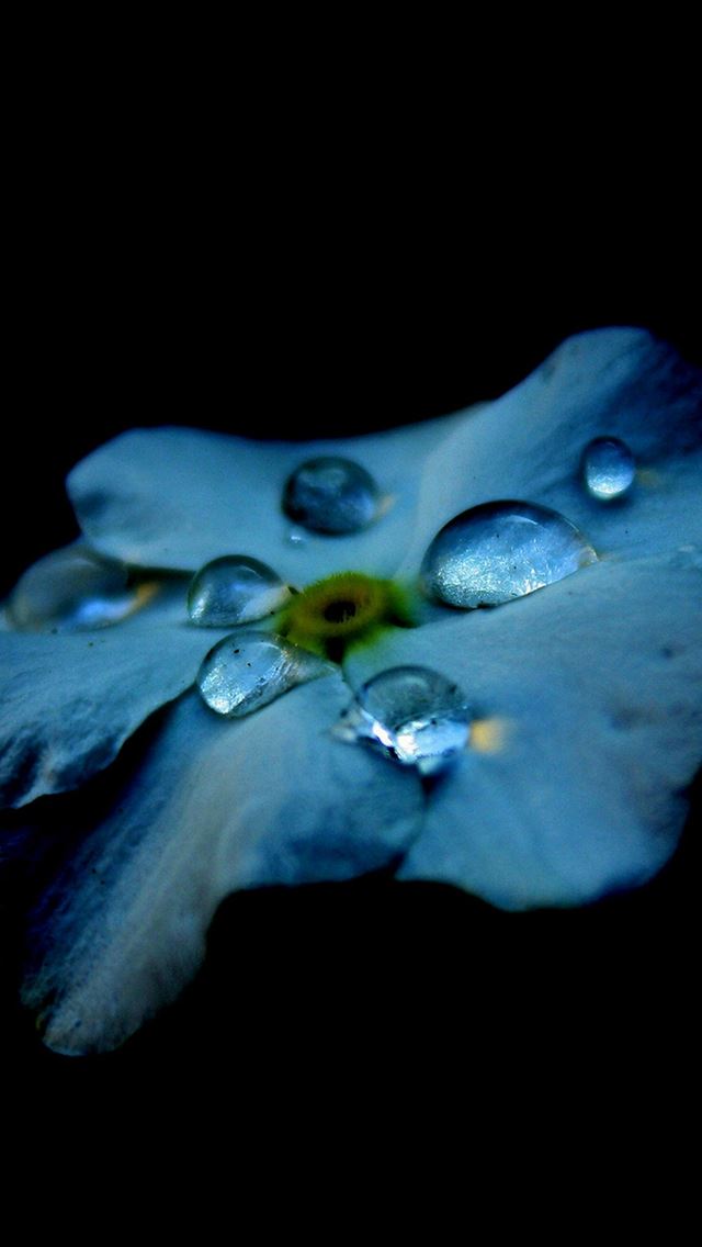 640x1136 Flower Blue Dark Minimal Nature - water drop iPhone Wallpaper