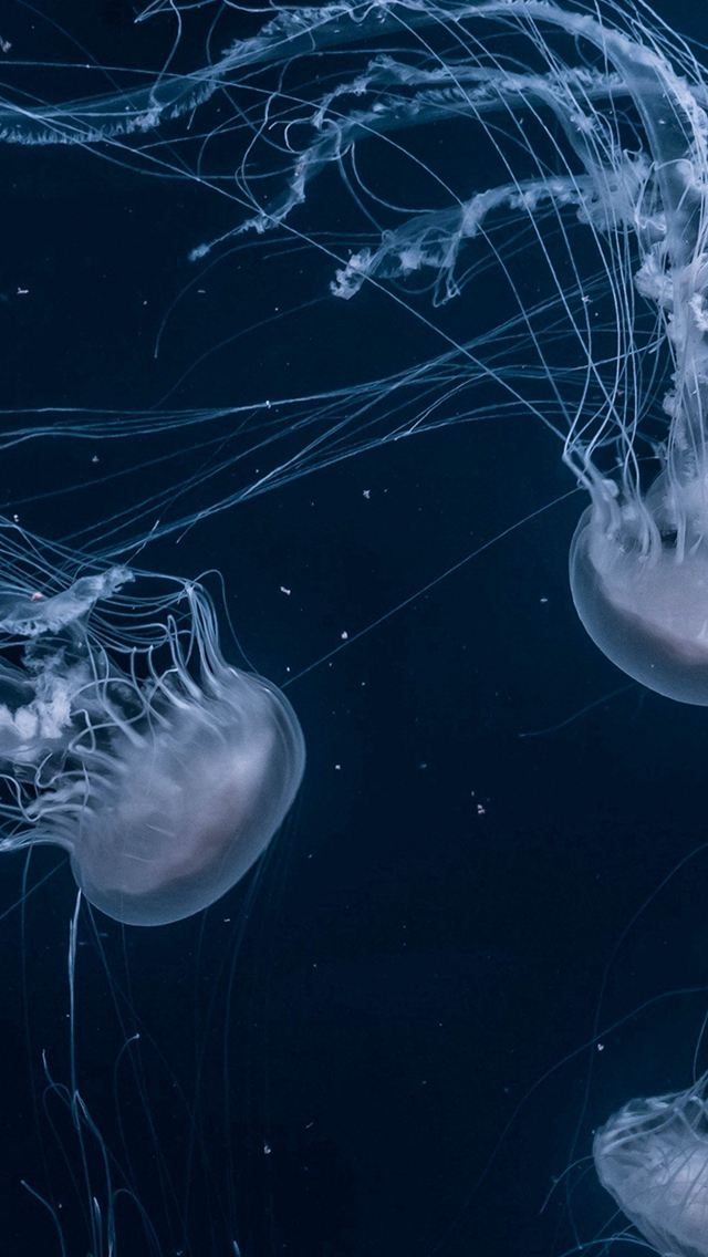 Jellyfishes Wallpaper 4K Deep Sea Underwater 9638
