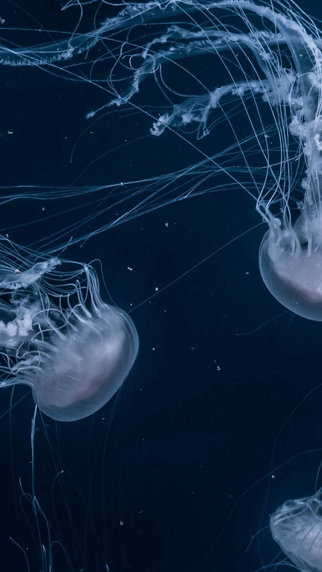 640x1136 Animal Ghostfish Sea Ocean Nature - deep sea iPhone Wallpaper
