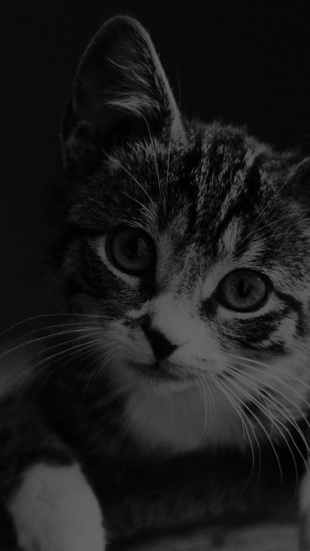1284x2778 Cute Cat Look Dark Bw Animal Love Nature - love iPhone Wallpaper