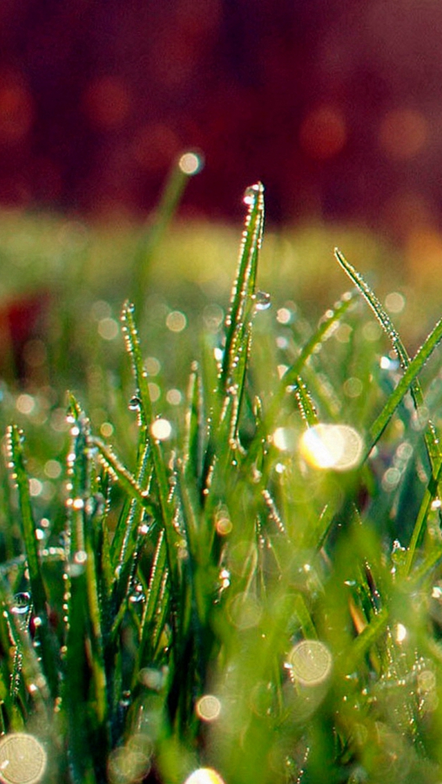 Dew On Grass Sunshine iPhone wallpaper 