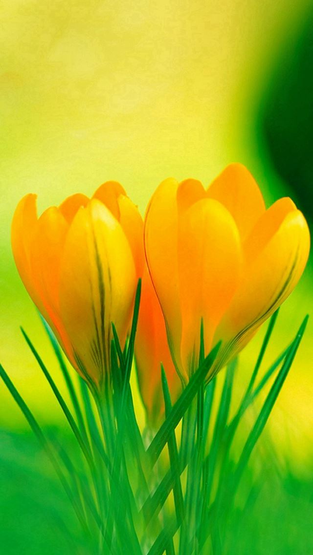 640x1136 Yellow Lily Flowers Spring - yellow iPhone Wallpaper