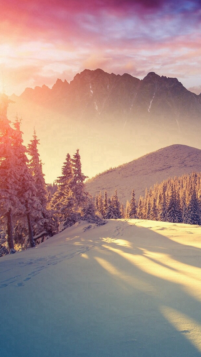 Sun Shining Through Winter Pine Trees  iPhone wallpaper 