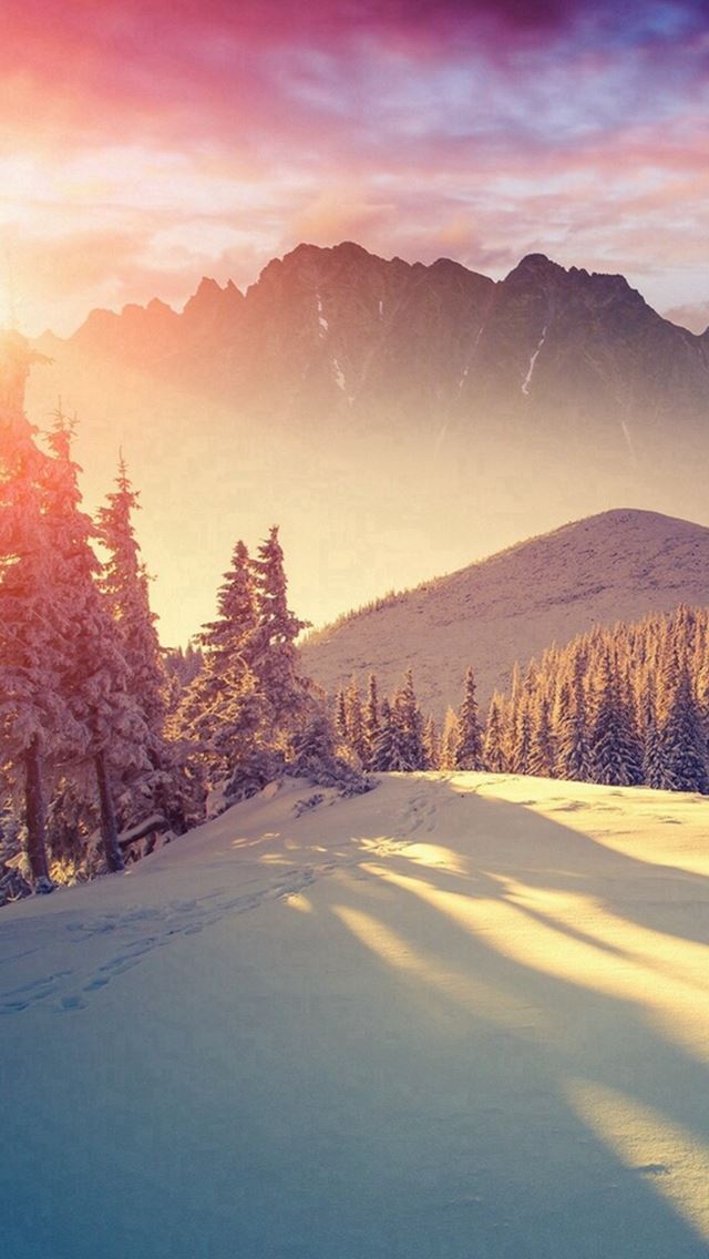 640x1136 Sun Shining Through Winter Pine Trees  - woods iPhone Wallpaper