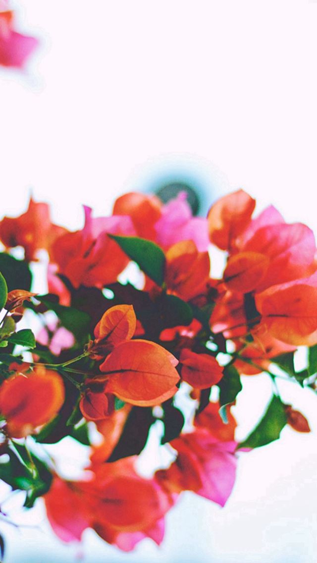 640x1136 Red Flowers Closeup - bokeh iPhone Wallpaper