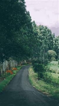 Narrow Country Road Green Trees wallpaper